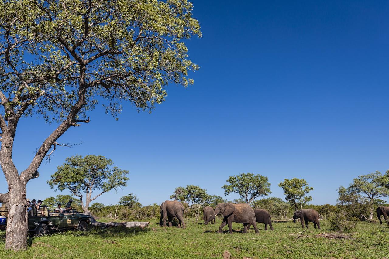Shindzela Tented Camp Timbavati Doğa Koruma Alanı Dış mekan fotoğraf